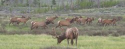 Elk.