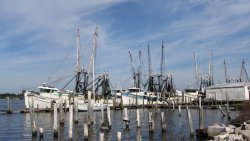 Shrimp Boats.